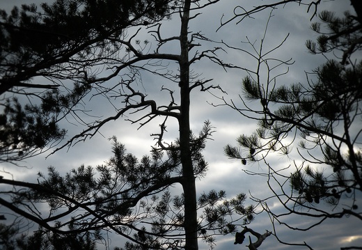 Trees &amp; Clouds